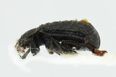 Trox scaber