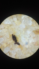 Steatoda cingulata
