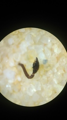 Steatoda cingulata