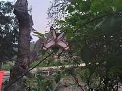 Thisbe lycorias