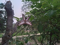 Thisbe lycorias