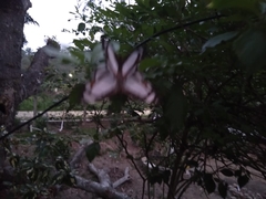 Thisbe lycorias