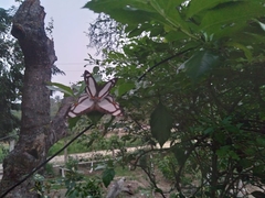 Thisbe lycorias
