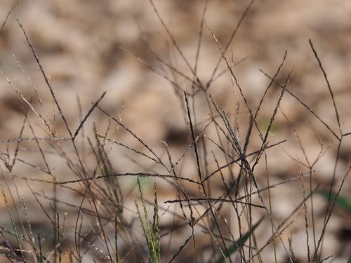 Digitaria radicosa