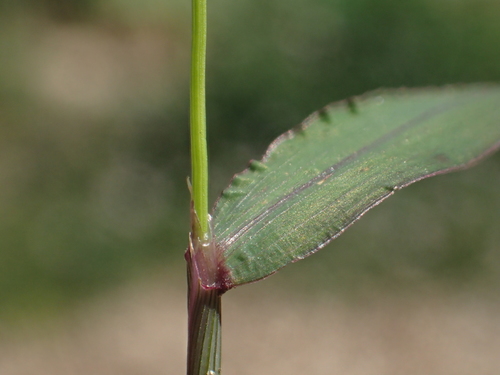 Digitaria radicosa