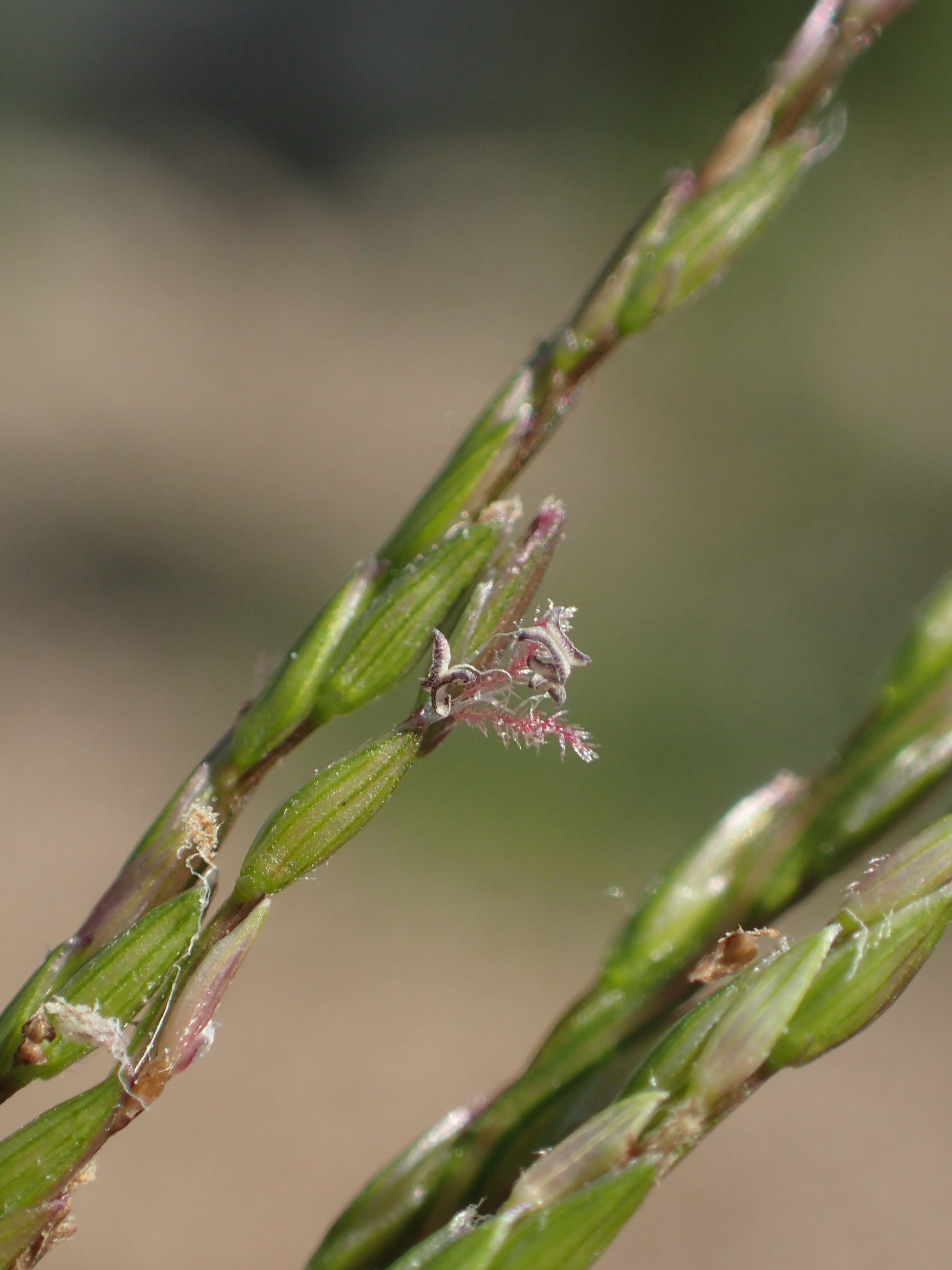 Digitaria radicosa