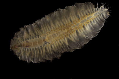 Representative image of Alentia