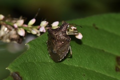 Carbula humerigera