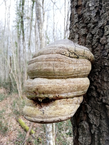 Zunderschwamm