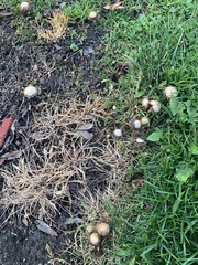 Panaeolus foenisecii