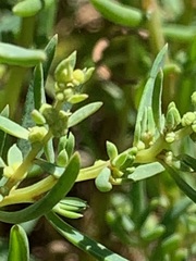 Suaeda australis