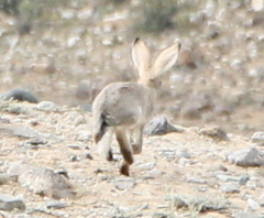 Lepus tibetanus