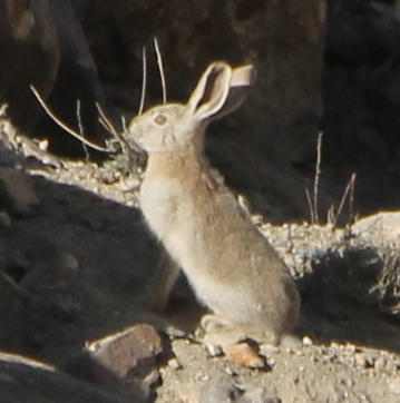 サバクノウサギ