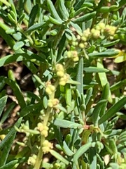 Suaeda australis