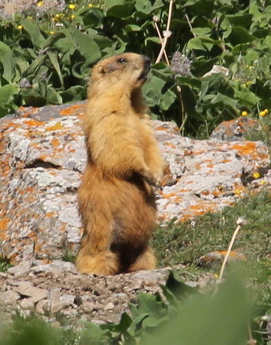 Long-tailed Marmot