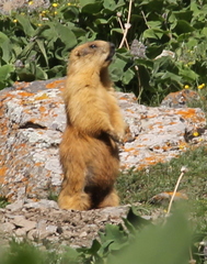 Marmota caudata