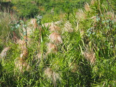 Phragmites vallatoria