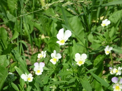 Viola arvensis