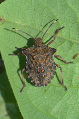 Pentatoma rufipes