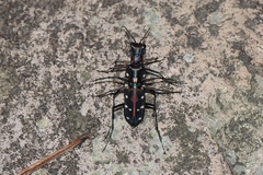 Cosmodela separata