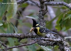 Machlolophus xanthogenys