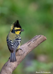 Machlolophus xanthogenys