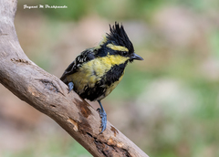 Machlolophus xanthogenys