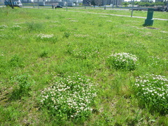 Trifolium repens