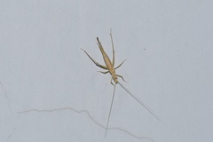 Oecanthus longicauda