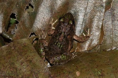 Fejervarya multistriata