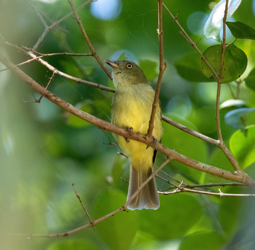 Sulphur-bellied Tyrant-manakin