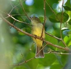 Sulphur-Bellied Tyrant-Manakin photo 1