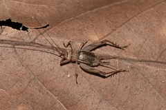 Svistella bifasciata