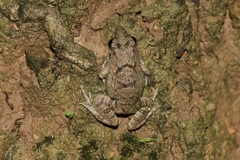 Fejervarya multistriata