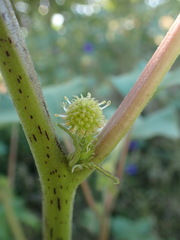 Xanthium strumarium