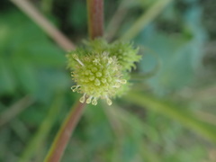 Xanthium strumarium
