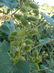 Xanthium strumarium