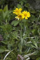 Tephroseris subscaposa