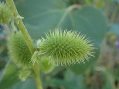 Xanthium strumarium