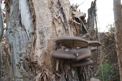 Pleurotus cornucopiae