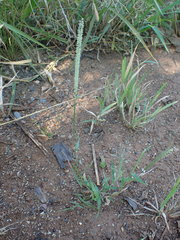 Tragus berteronianus