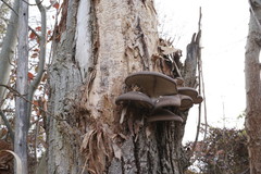 Pleurotus cornucopiae