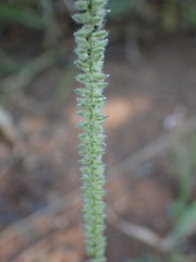 Tragus berteronianus