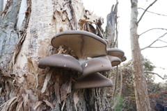 Pleurotus cornucopiae