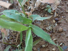 Tragus berteronianus