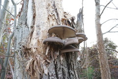 Pleurotus cornucopiae