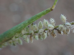 Tragus berteronianus