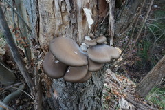 Pleurotus cornucopiae