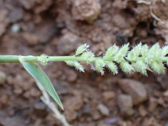 Tragus berteronianus