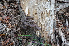 Pleurotus cornucopiae
